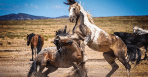 Horses on Donald Cerrone's ranch.